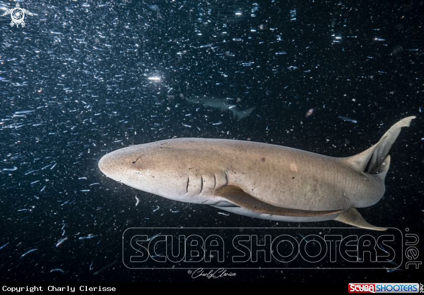 A Nurse Shark