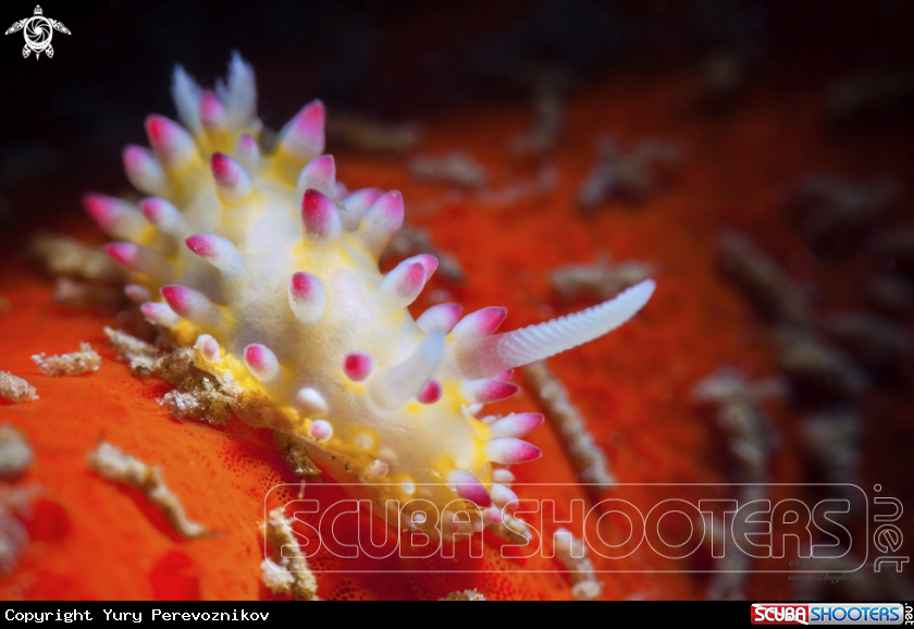 A Nudi