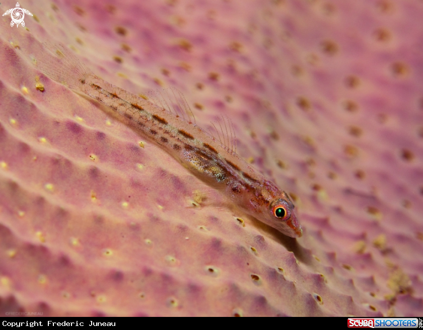 A underwater creature