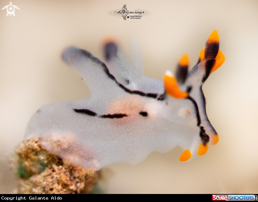 A Nudibranch