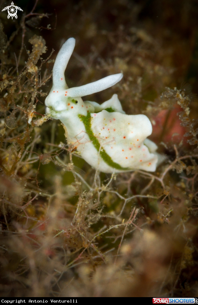 A Elysia timida nudibranch