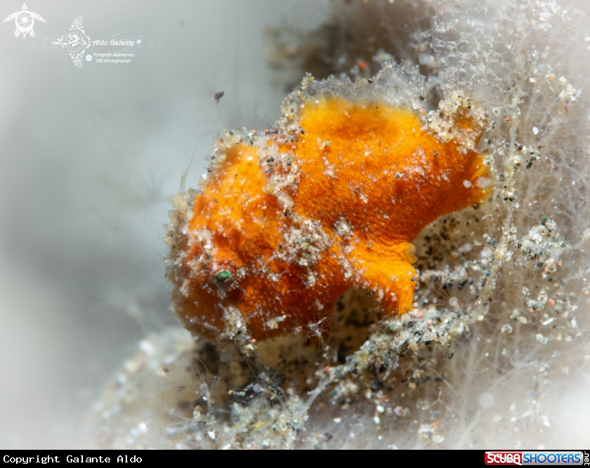 A Frogfish
