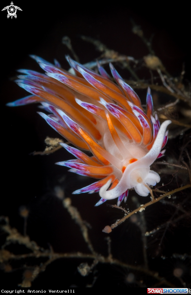 A Cratena nudibranch