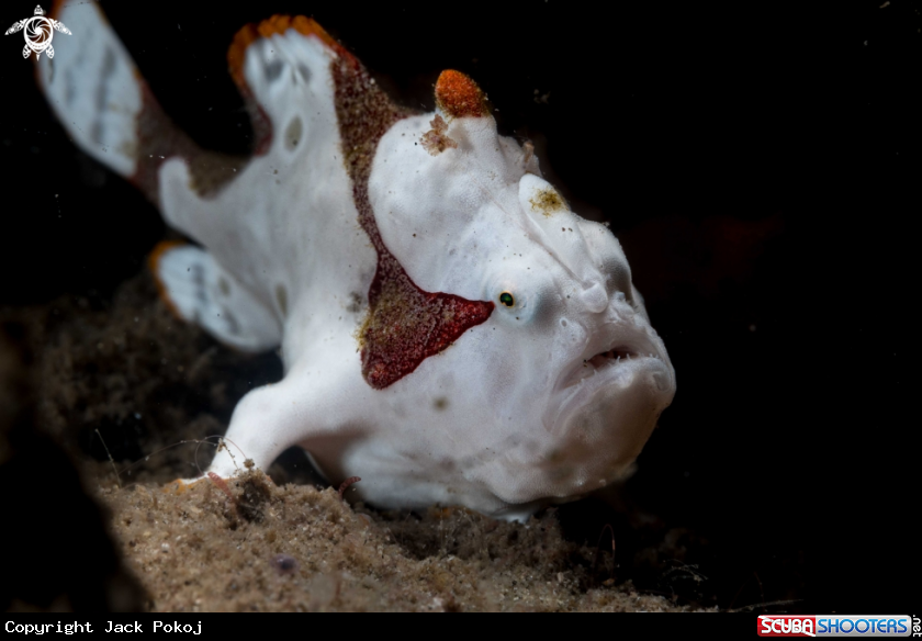 A Warty frogfish