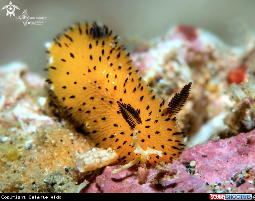 A Sea Rabbit Nudibranch