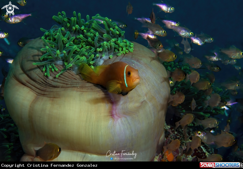 A Clownfish