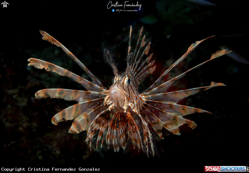 A Lionfish