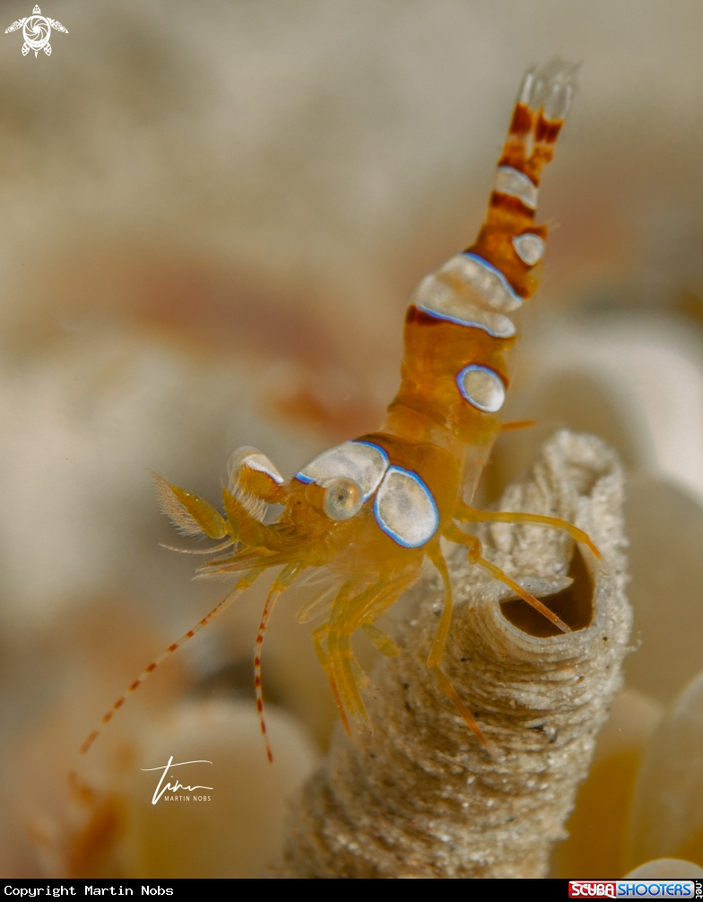 A Squat Shrimp