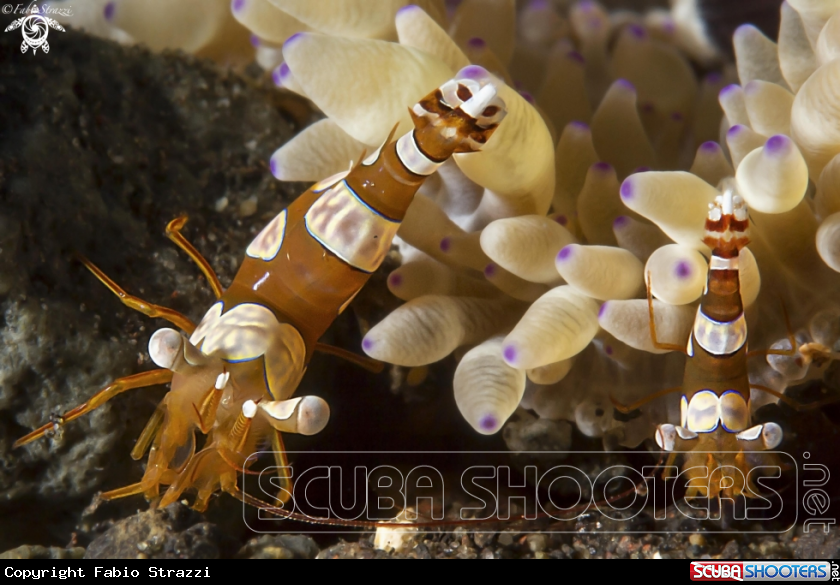 A SQUAT SHRIMP
