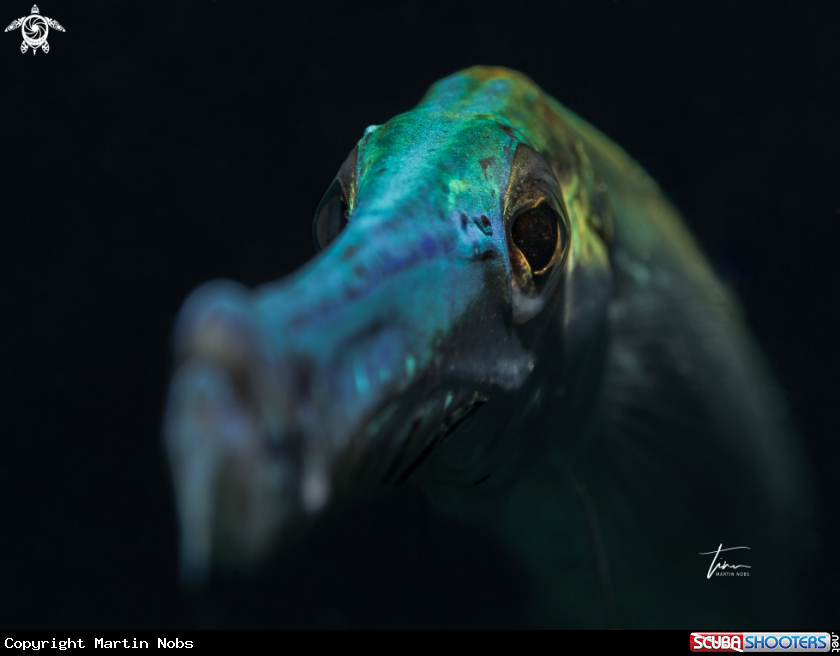 A Trumpetfish