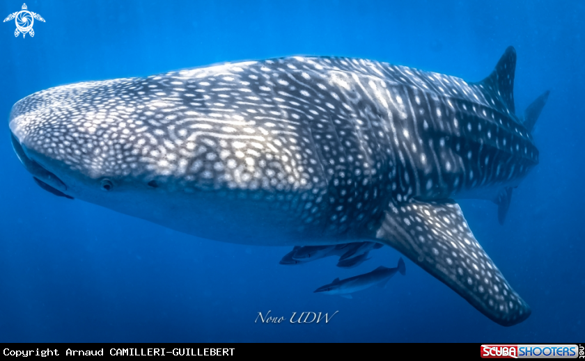 A Whaleshark