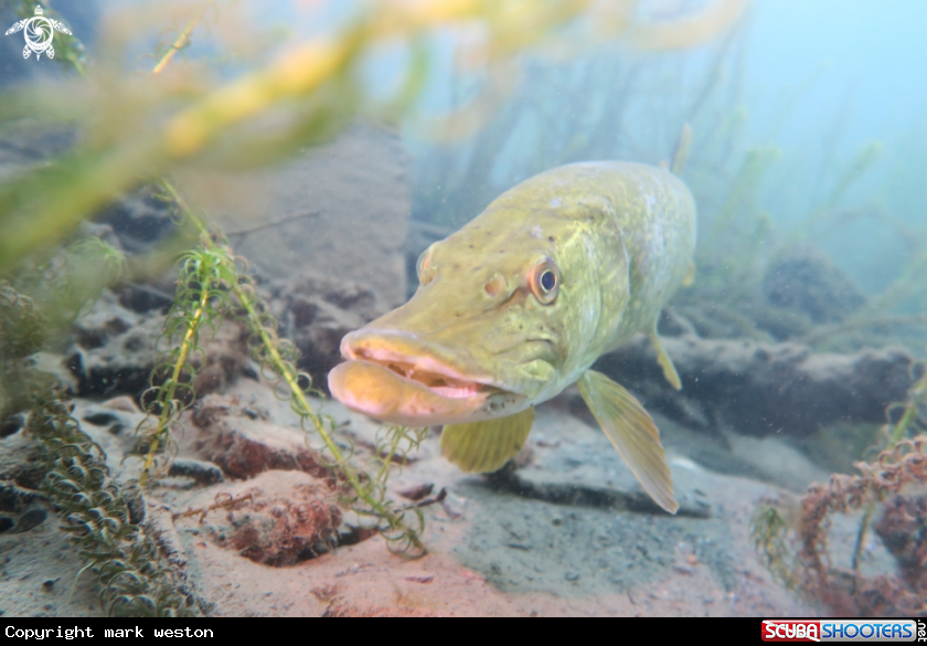 A Pike