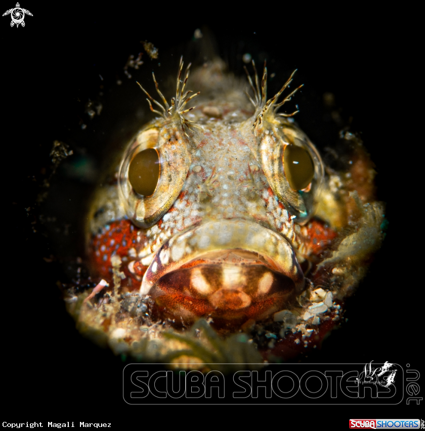 A Blenny 