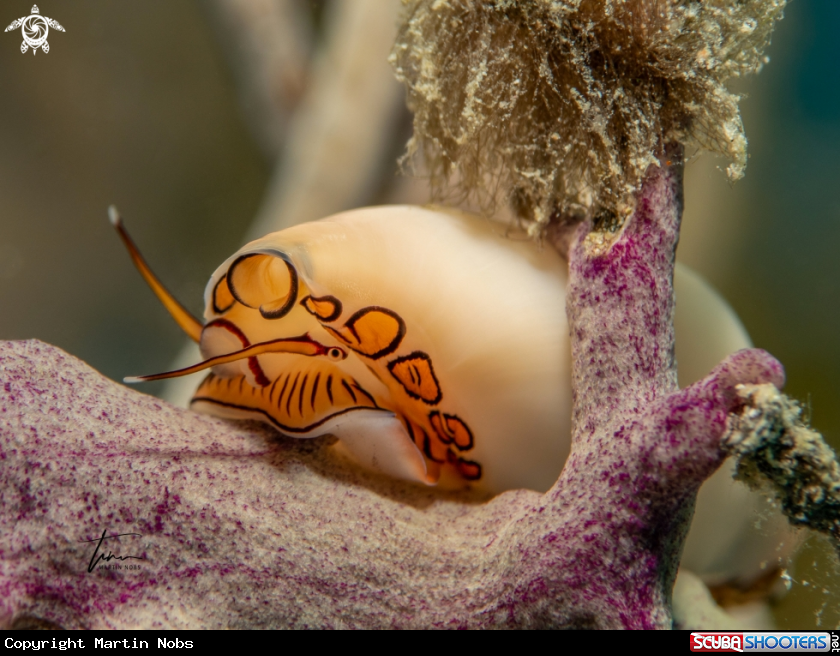 A Flamingo tongue