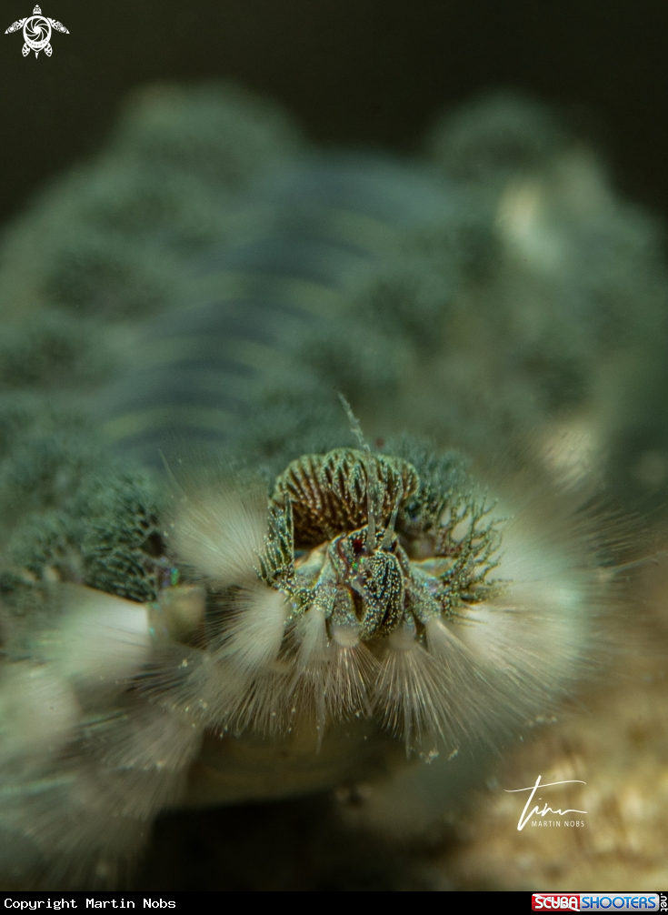 A Fireworm