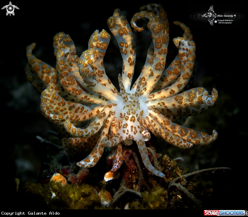 A Solar Powered Seaslug