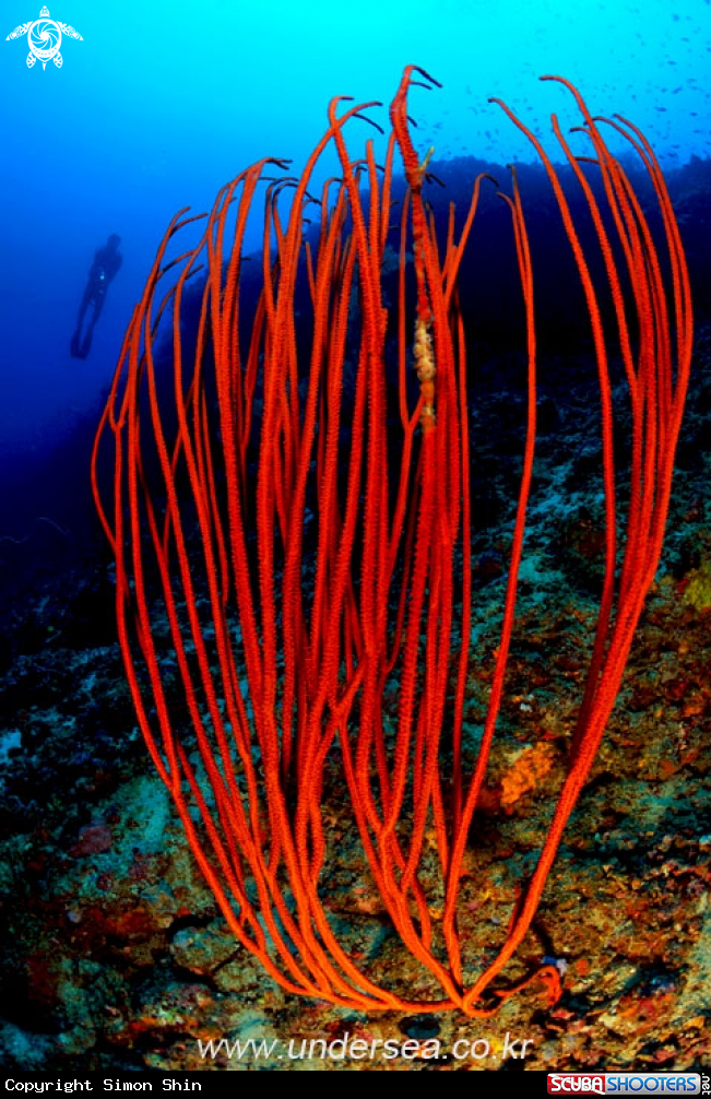 A seawhips