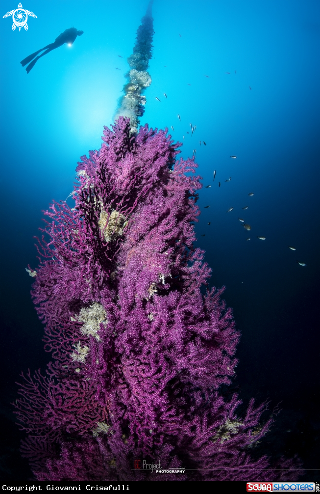 A Paramuricea clavata