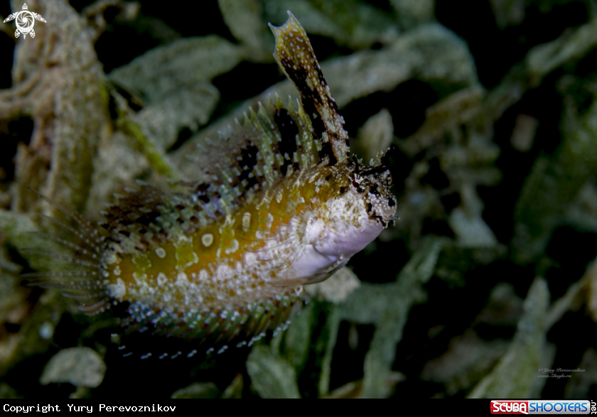 A Fish