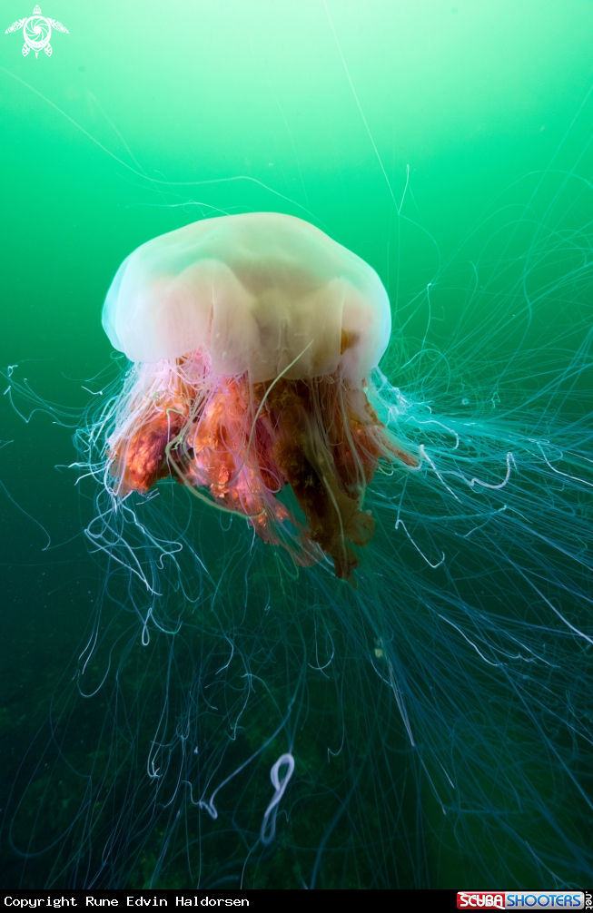 A Lions mane jelly