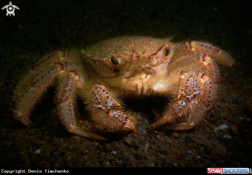 A CRAB