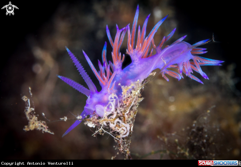 A Flabellina rosa nudibranch