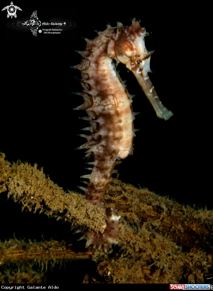 A Thorny Seahorse 