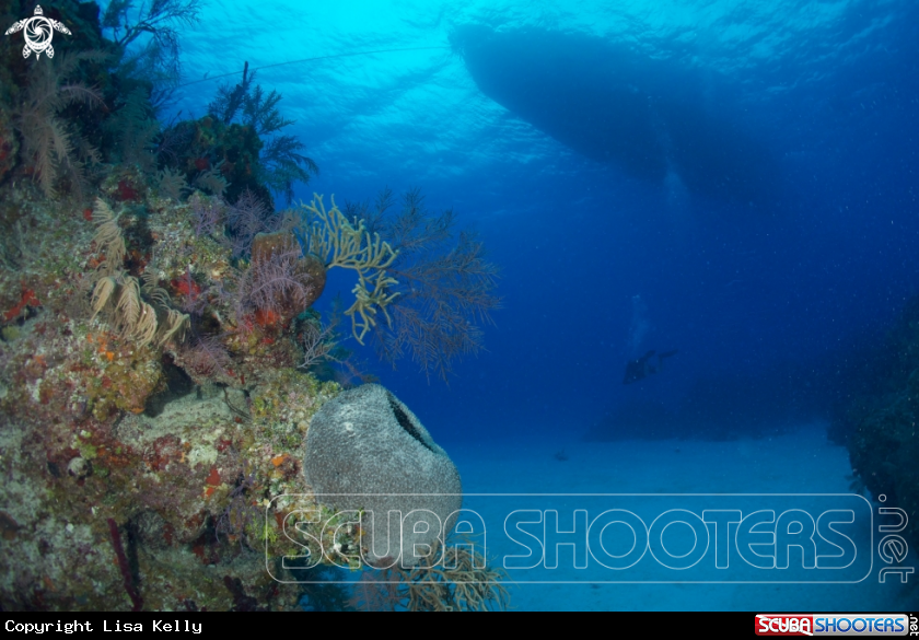 A Reef