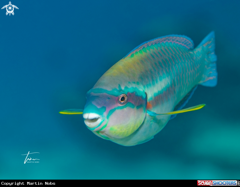 A Princess Parrotfish