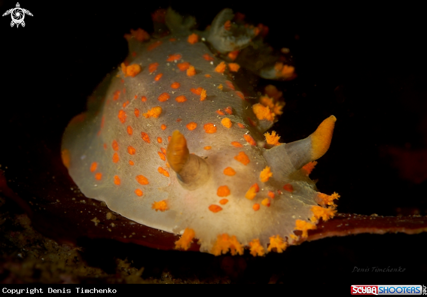 A NUDIBRANCH