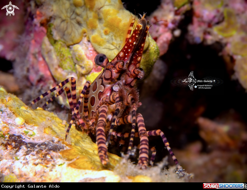 A Marbled Shrimp