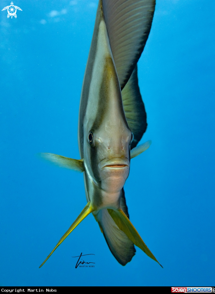 A Longfin Spadefish
