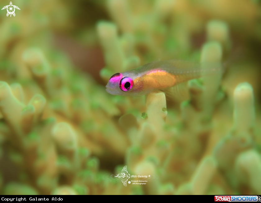 A Pink Eye Goby