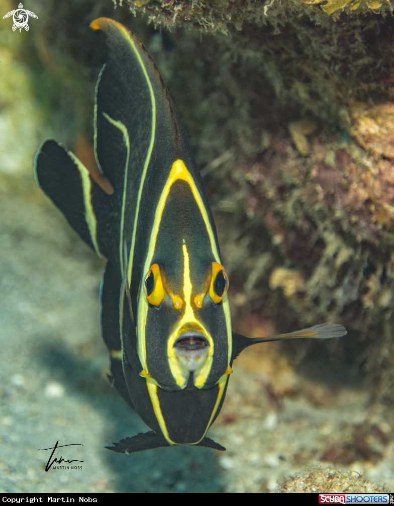 A French Angelfish