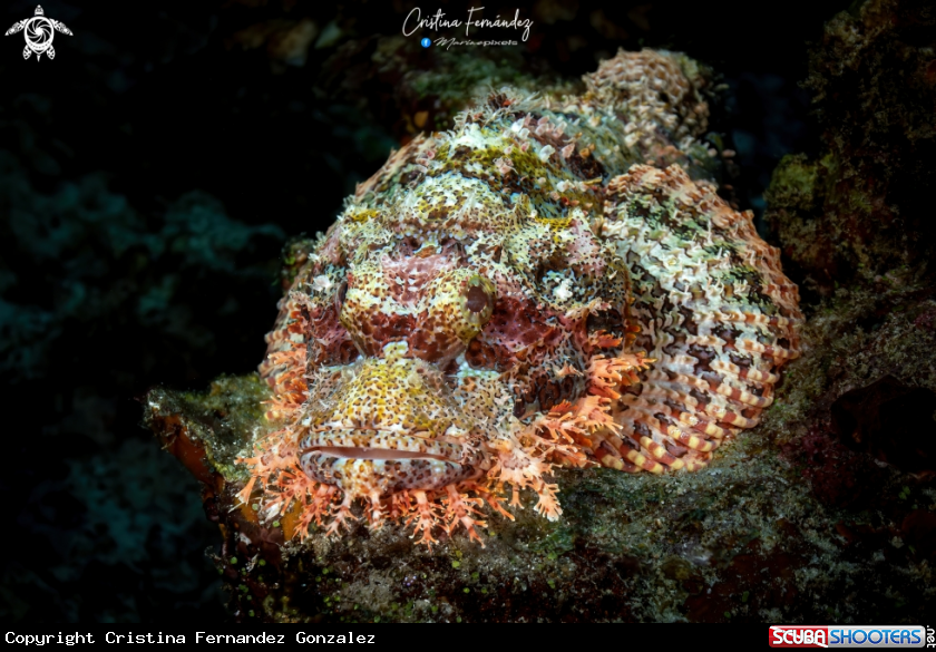 A  Scorpionfish 