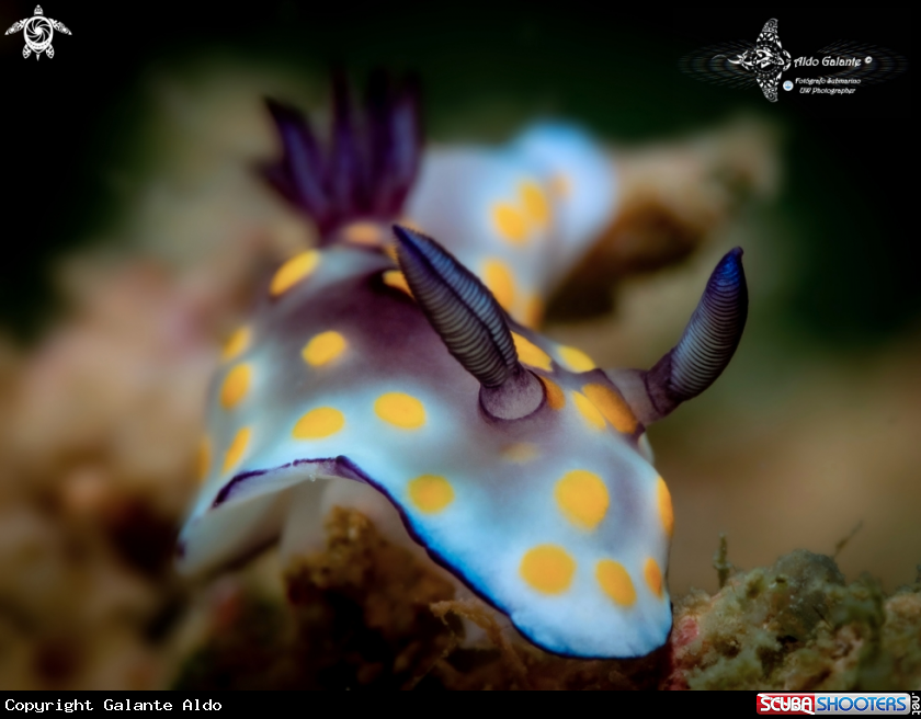 A Goniobranchus Nudibranch