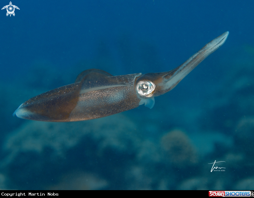 A Caribbean Reefsquid