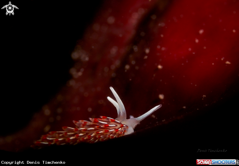 A NUDIBRANCH