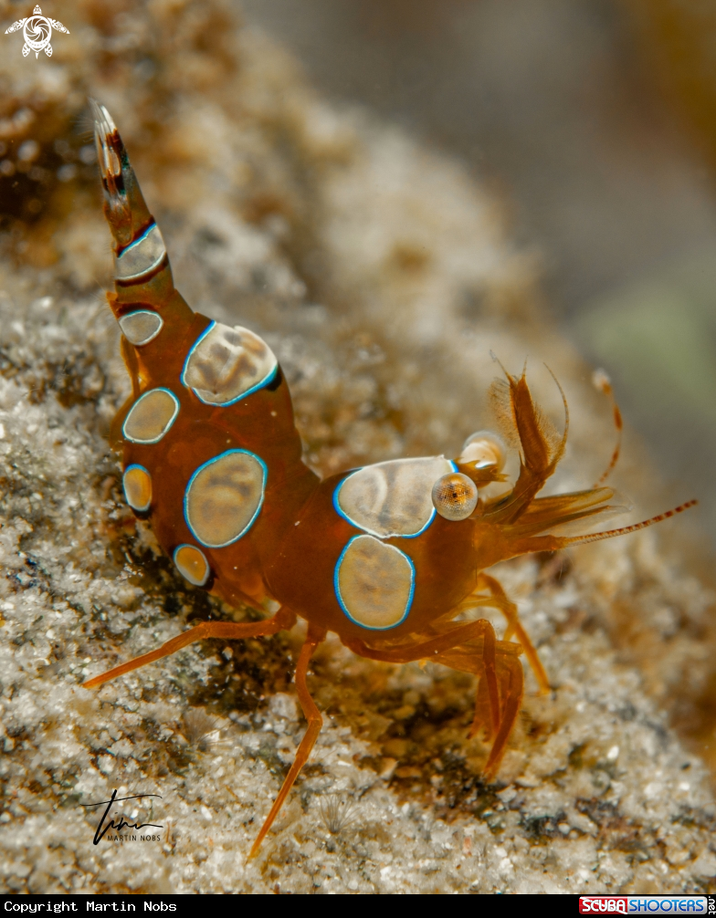 A Anemone Squat Shrimp
