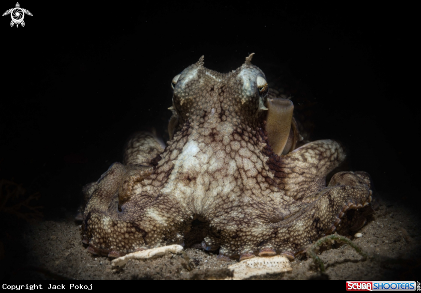 A Coconut octopus