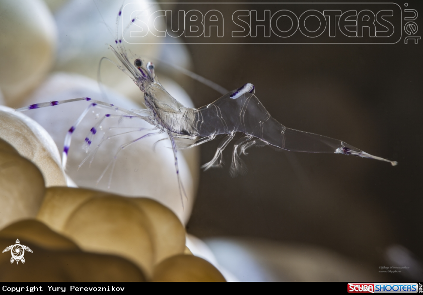 A Shrimp