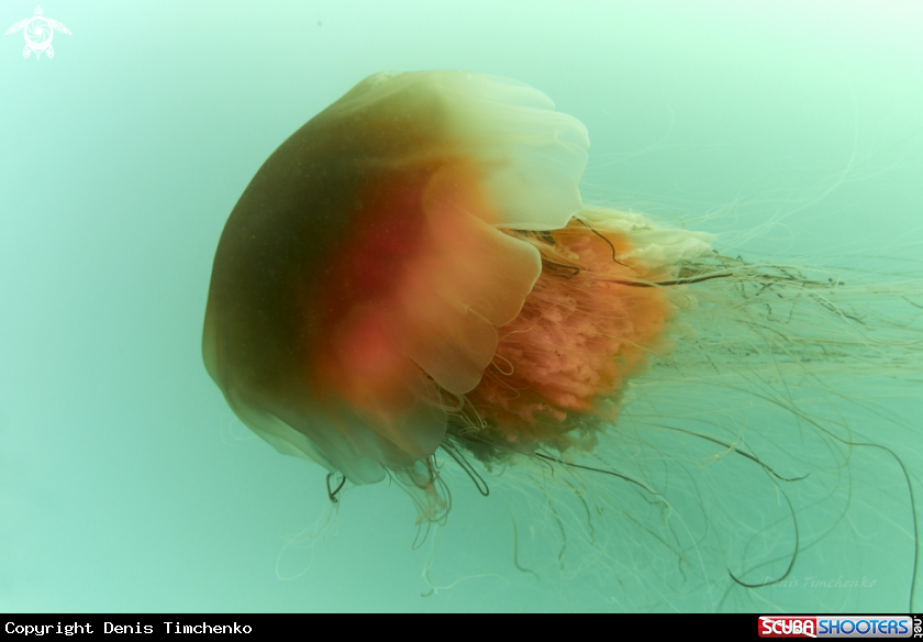 A JELLYFISH