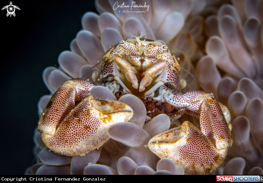 A Porcelain crab