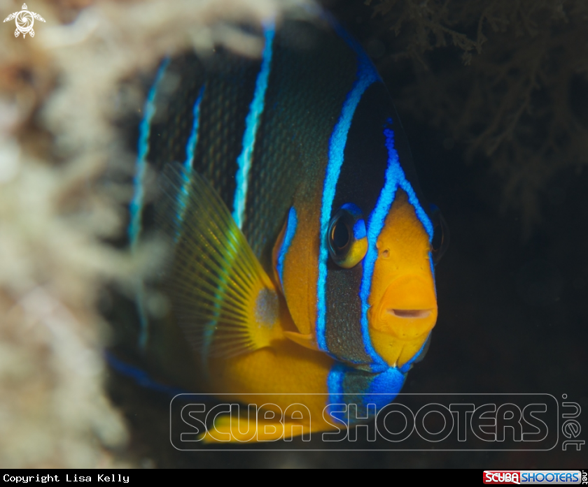 A Juvenile Queen Angelfish