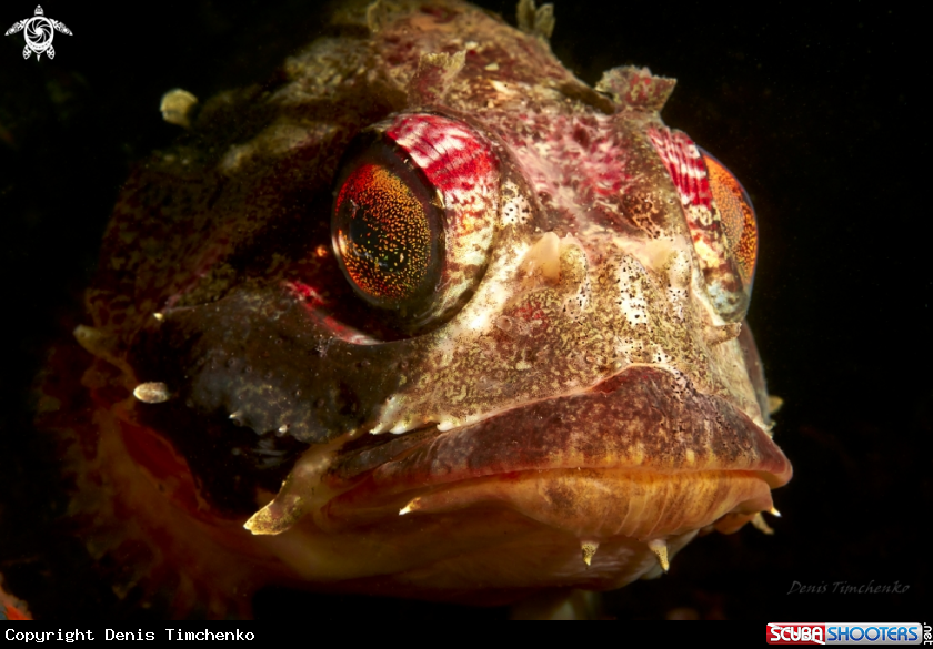 A GOBY