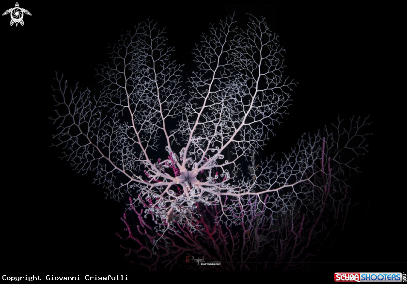 A Astrospartus mediterraneus