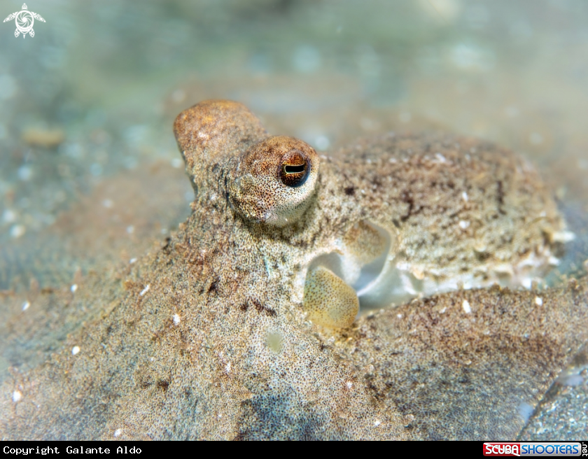 A Octopus