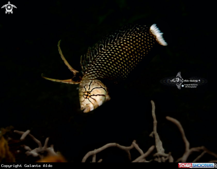 A Dragon Wrasse