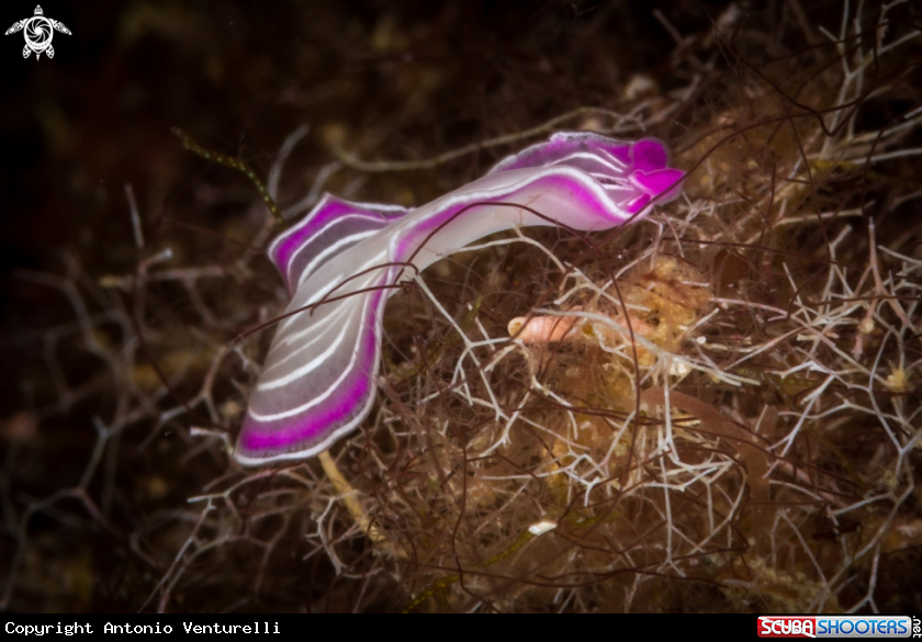 A Planaria rosa