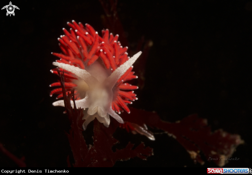 A NUDIBRANCH